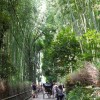 外国人と日本旅行〜京都編　竹林の道と清水寺へ〜