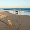 オーストラリアの犬はとびきり幸せ〜様々なOff-Leash エリアでお散歩