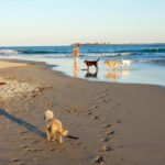 オーストラリアの犬はとびきり幸せ〜様々なOff-Leash エリアでお散歩